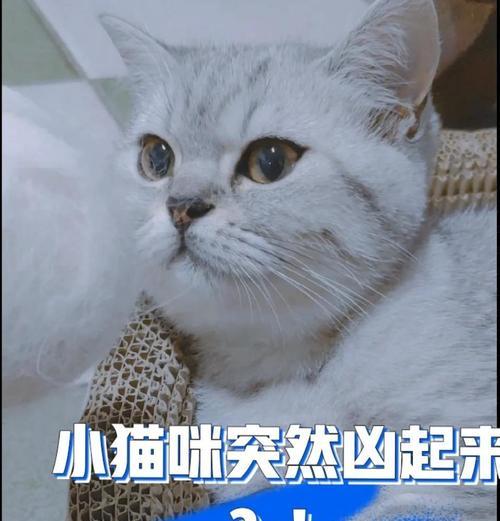 猫咪哈气的含义（猫咪哈气的原因、解读和应对方法）