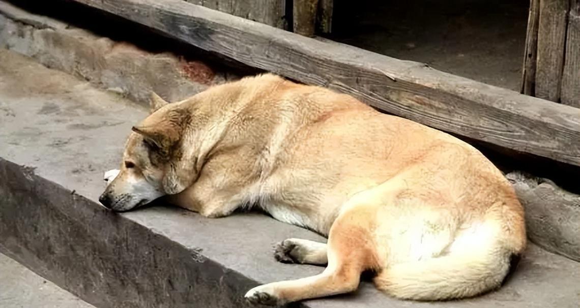 犬的寿命（狗狗的寿命受什么影响？了解犬类寿命的关键因素）