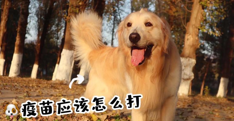 小狗疫苗接种后需要多久才能产生免疫效果？（了解狗疫苗免疫时间及注意事项，保护宠物健康）