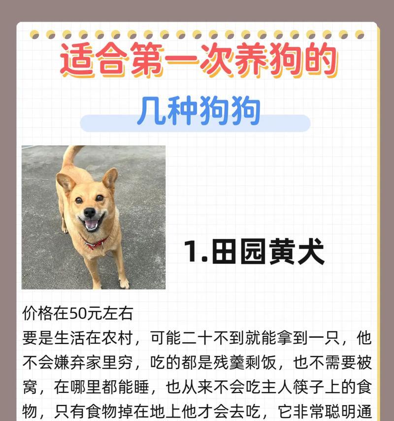 如何科学地和狗狗玩耍（让你的新伙伴快乐成长）