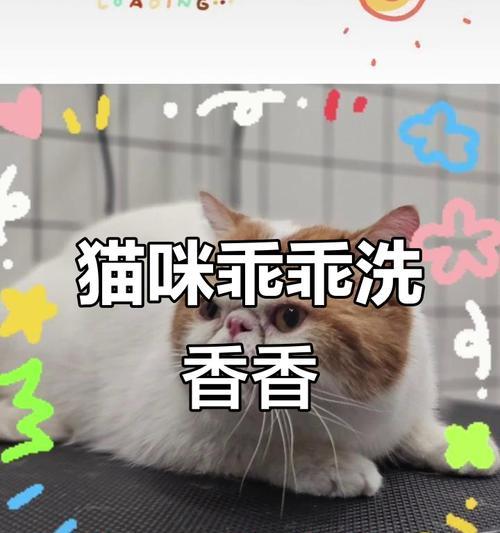 小猫多久可以洗澡？（了解合适的洗澡时间和方法，关爱宠物健康）
