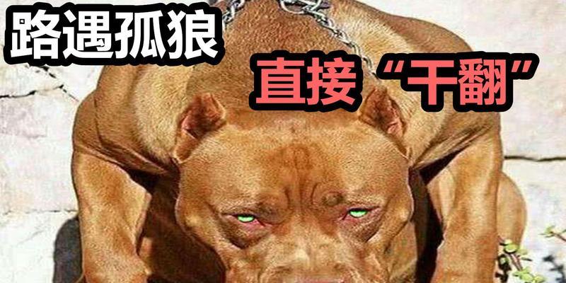 比特犬vs杜高犬（比较两种猛犬的体格、力量、敏捷性和性格特点）