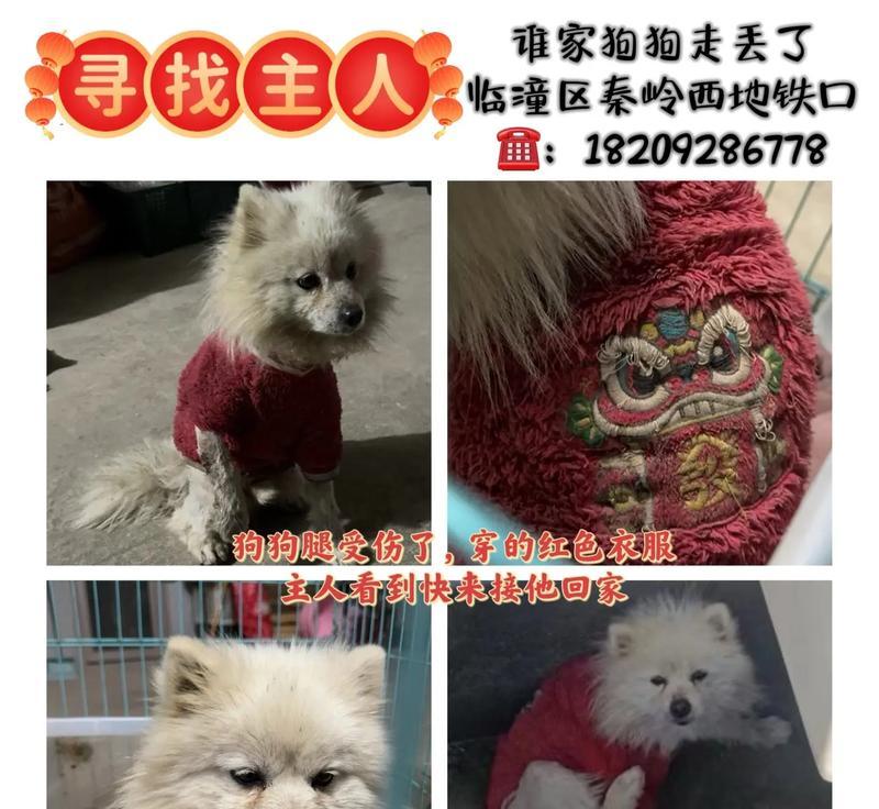 什么样的狗最容易被偷走？（探讨被盗狗的特征和预防方法）