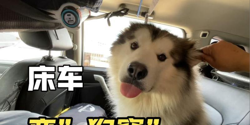 狗狗在车里待多久是安全的？（了解狗狗在车内逗留的时间限制，保障它们的健康与安全）