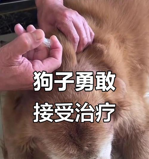 狗犬接种疫苗的最佳时间间隔（了解狗犬疫苗接种间隔的重要性及影响因素）