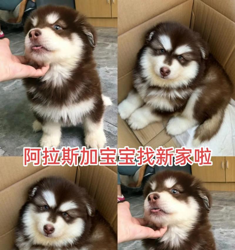 正确饲养阿拉斯加幼犬的关键要点（阿拉斯加幼犬的饮食需求及食物选择）