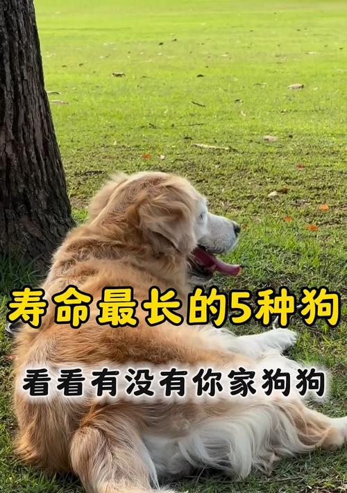 长寿宠物（探索寿命长的宠物世界，让爱延续到永远）