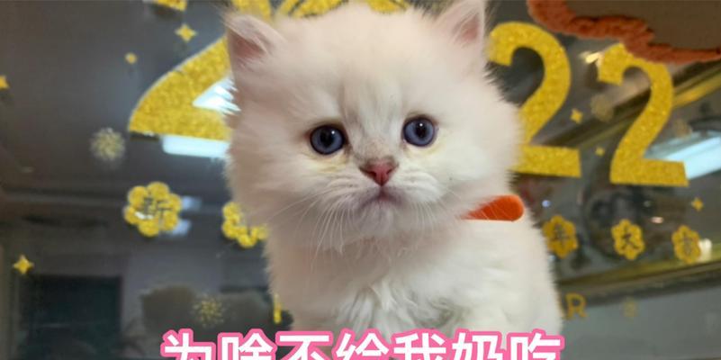 2个月小奶猫的饮食指南（为你的小猫提供营养丰富的饮食）