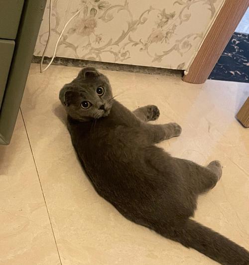 折耳猫的寿命有多长？（探究折耳猫的生命长短以及影响因素）