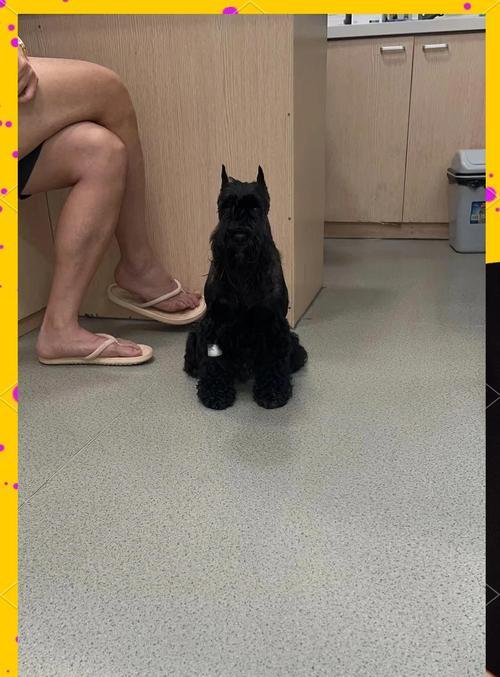 狗狗急性肠胃炎（了解狗狗急性肠胃炎的常见症状与治疗方法）