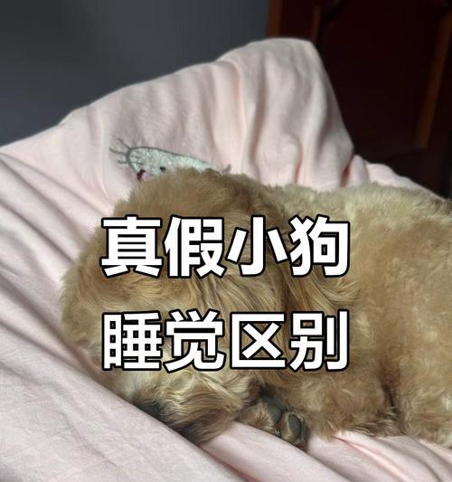 揭秘狗的睡眠习惯（狗的睡眠需求是怎样的？）