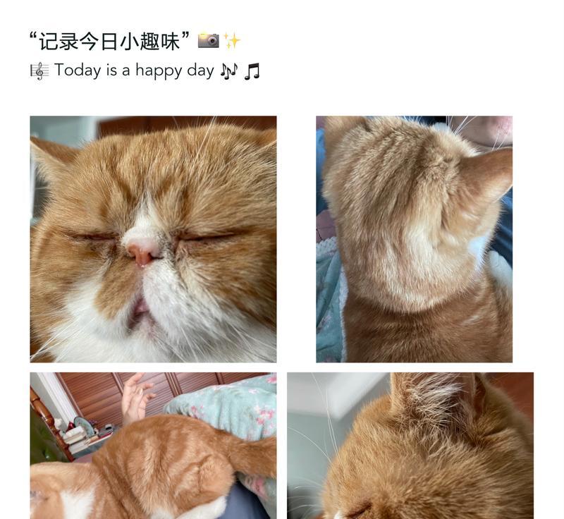猫放冰箱多久会死？（揭秘猫在低温环境下的生存能力与极限）