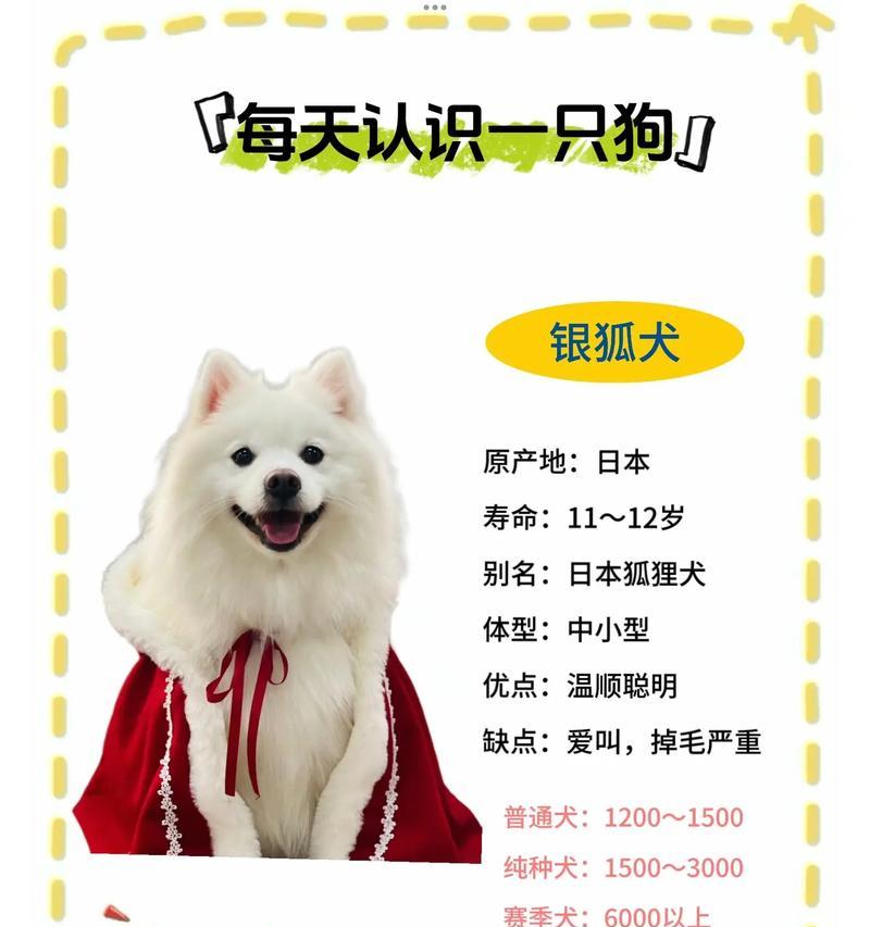 芬兰狐狸犬（了解芬兰狐狸犬的品质和魅力，选择最合适的宠物伴侣！）