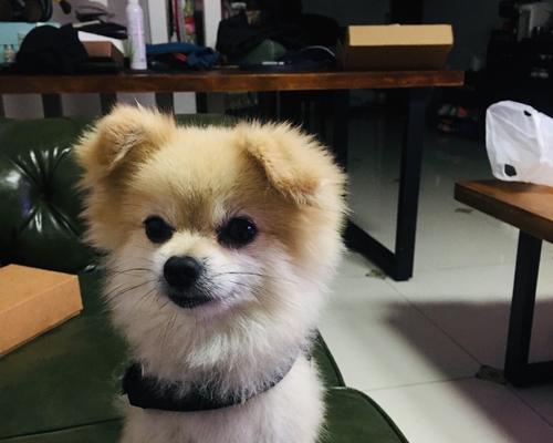 办理宠物狗相关证件的步骤与要求（一步步为你的爱犬办理证件，享受安全幸福的生活）