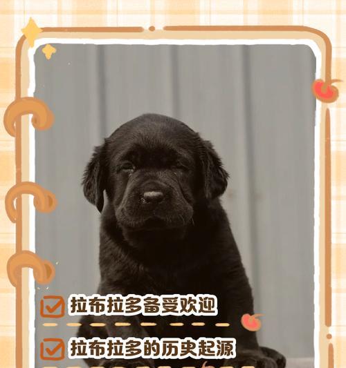 拉布拉多的性情稳定程度及影响因素（分析拉布拉多性情稳定的关键因素及培养方法）