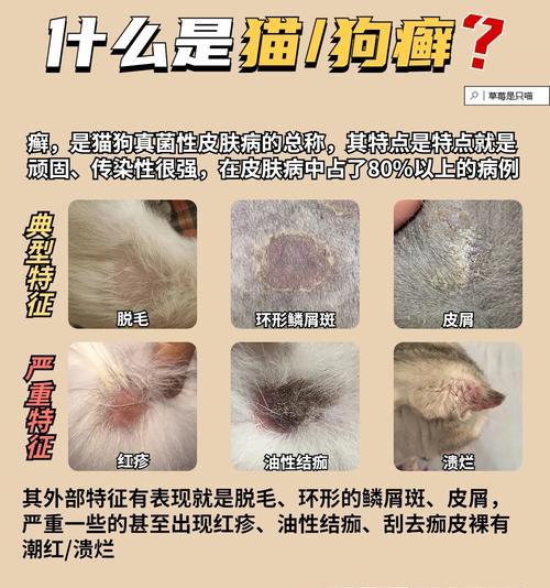 狗皮肤病结疤多久能好？（探索狗皮肤病结疤康复的时间和方法）