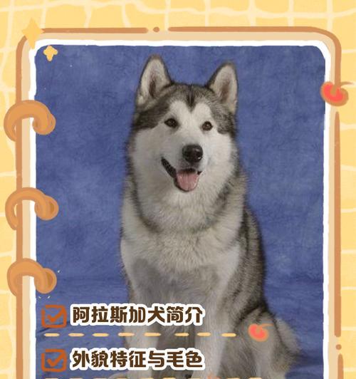 英国古代牧羊犬饲养人数稀少的原因（北极熊的进入使得英国古代牧羊犬饲养人数锐减）