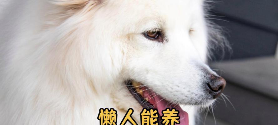 购买萨摩耶的价格受哪些因素影响？（了解购买萨摩耶前的相关注意事项）
