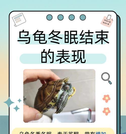 蜥蜴冬眠（揭秘蜥蜴冬眠的长眠之谜）