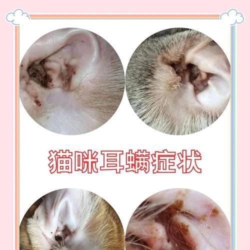 猫咪耳螨的清理方法剖析（猫咪耳螨情况下应如何清理耳朵，为宠物健康着想）