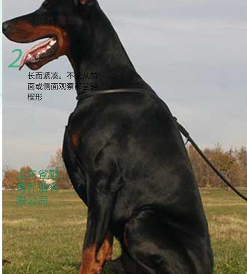 守卫犬的重要性与训练技巧（保护家园的忠诚伙伴——守卫犬）