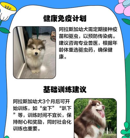 揭秘阿拉斯加幼犬换毛期的奥秘（了解换毛期的时间和注意事项，助你更好地照顾你的阿拉斯加幼犬）