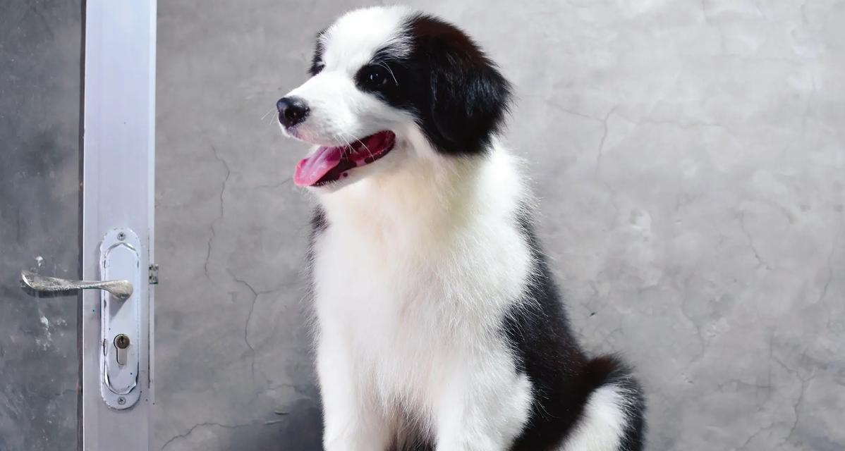 探索俄罗斯著名犬舍的世界（从传统到现代，了解俄罗斯养犬文化的精髓）