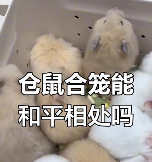 合笼养仓鼠的最长时间及注意事项（探讨以仓鼠合笼养最多养多久的问题，为您提供全面指导）