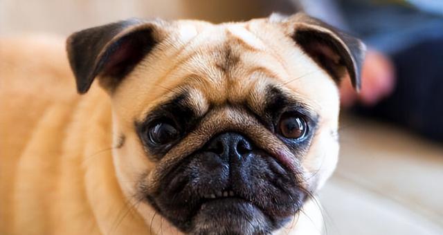 养巴哥犬的优缺点（了解巴哥犬的优势和劣势，再做决定）
