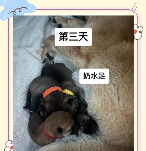 小狗刨腹产后配需等待多久？（照顾小狗的重要事项与时间安排）