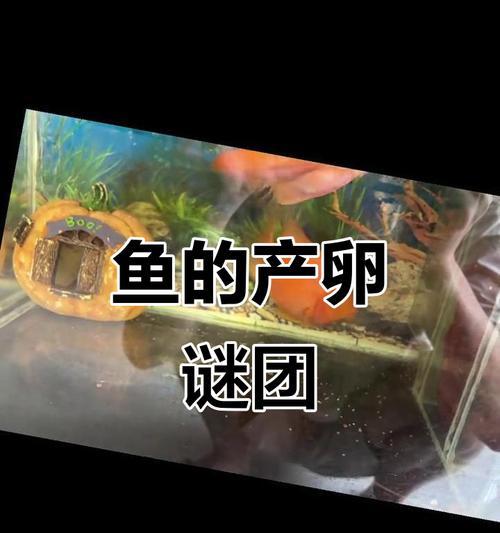 金鱼的产卵周期及繁殖特点（金鱼产卵周期的关键因素和繁殖行为揭秘）
