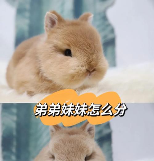 母兔喂奶时间的探讨（探究母兔喂奶频率及持续时间的最佳方案）
