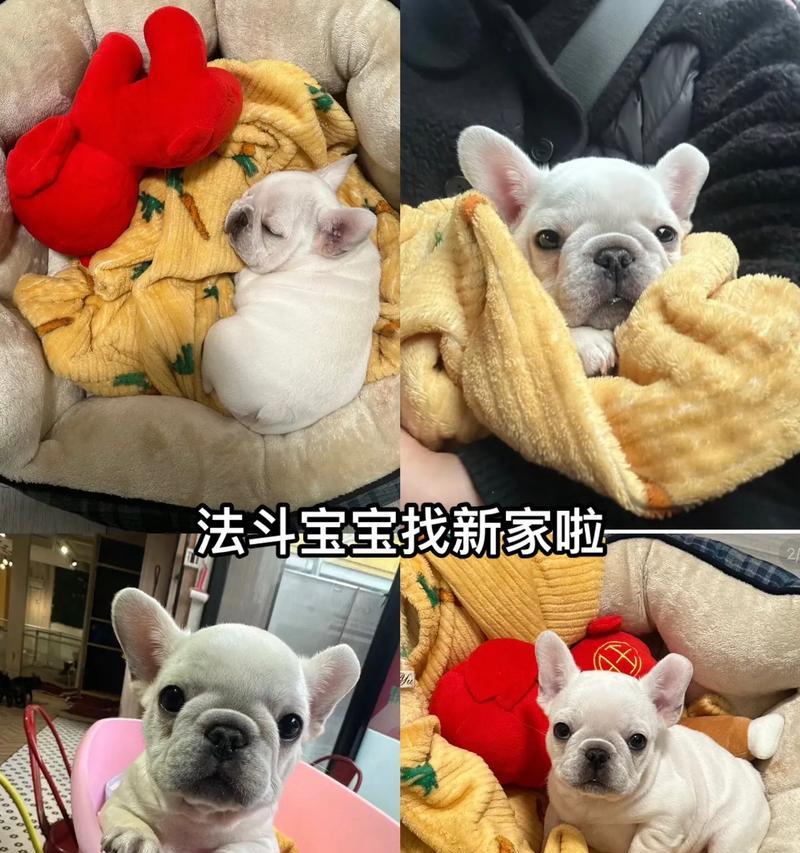 法斗驱虫周期及注意事项（法斗驱虫频率、驱虫药物选择和常见问题解答）