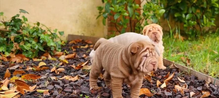 沙皮犬（揭秘沙皮犬的斗狗历史与血统特征）