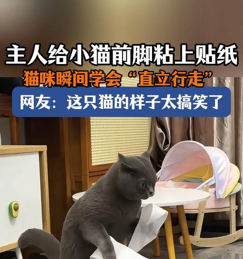猫咪出生多久可以走路？（探究猫咪成长的旅程）