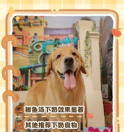 狗的繁殖周期与间隔时间（了解狗繁殖周期，让我们的宠物更健康快乐）