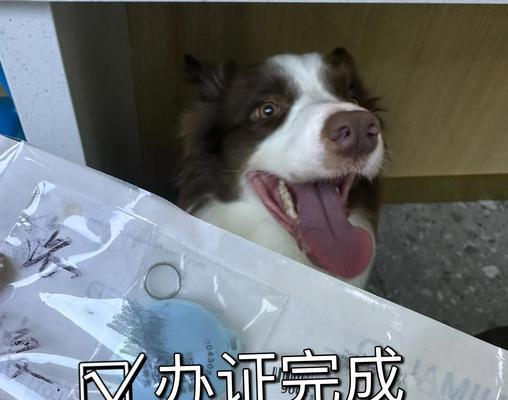 33种狗狗可办理狗狗证书，了解它的作用吧！（探索这些狗狗证书对你和你的爱宠的重要性）