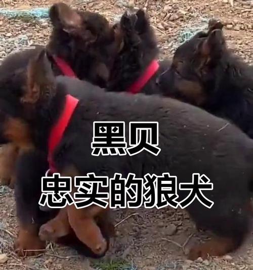 通过德牧的牙齿来推断德牧的年龄（了解德牧年龄，从牙齿开始）