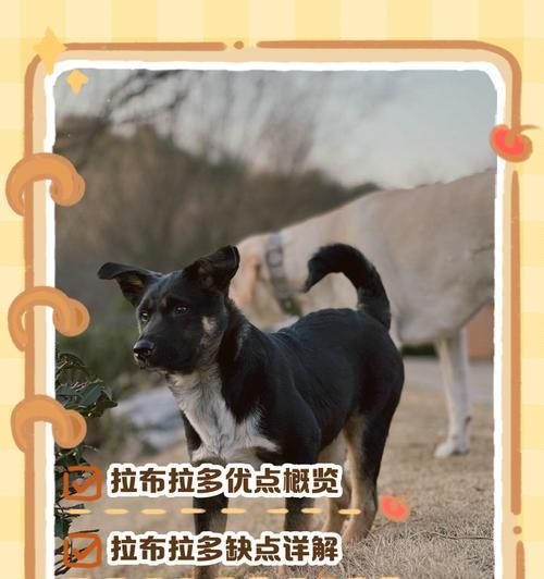 拉布拉多价格下降的原因及饲养人数增长的瓶颈（探究拉布拉多价格下降的原因以及饲养人数增长的限制因素）