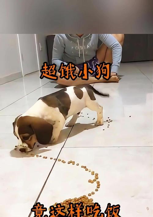 小狗能饿多久？（探讨俩月小狗的饥饿耐受力）