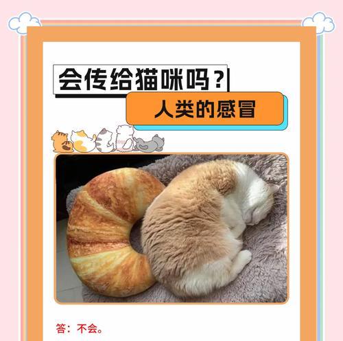 小猫感冒的康复时间及关键因素解析（了解小猫感冒的康复过程和关键因素，呵护宠物健康）