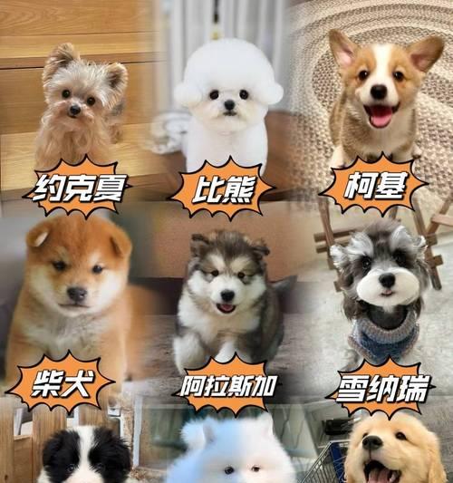 泰迪犬的体重管理与标准（了解泰迪犬的体重标准，呵护健康宠物生活）
