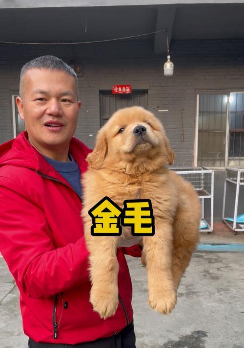 金毛寿命之谜（揭秘金毛寿命的影响因素及延长方法）