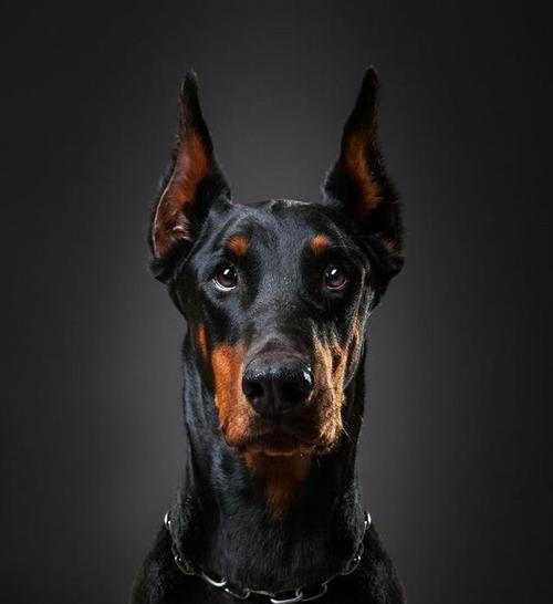 养杜宾犬的喜与忧（接受杜宾犬的优点和缺点，成为忠诚伴侣）